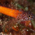 blenny