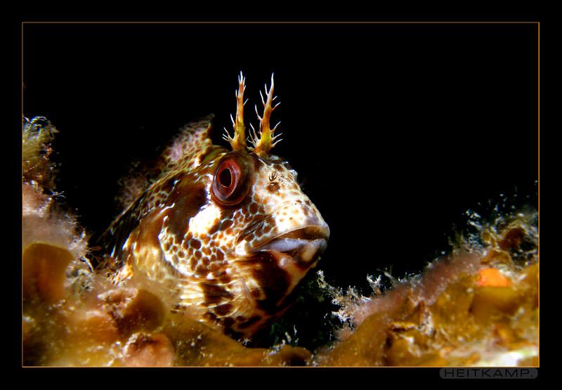 Blenny-2