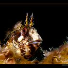 Blenny-2