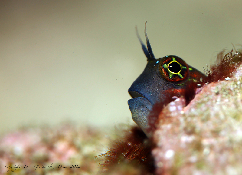 Blenny 2