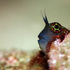 Blenny 2