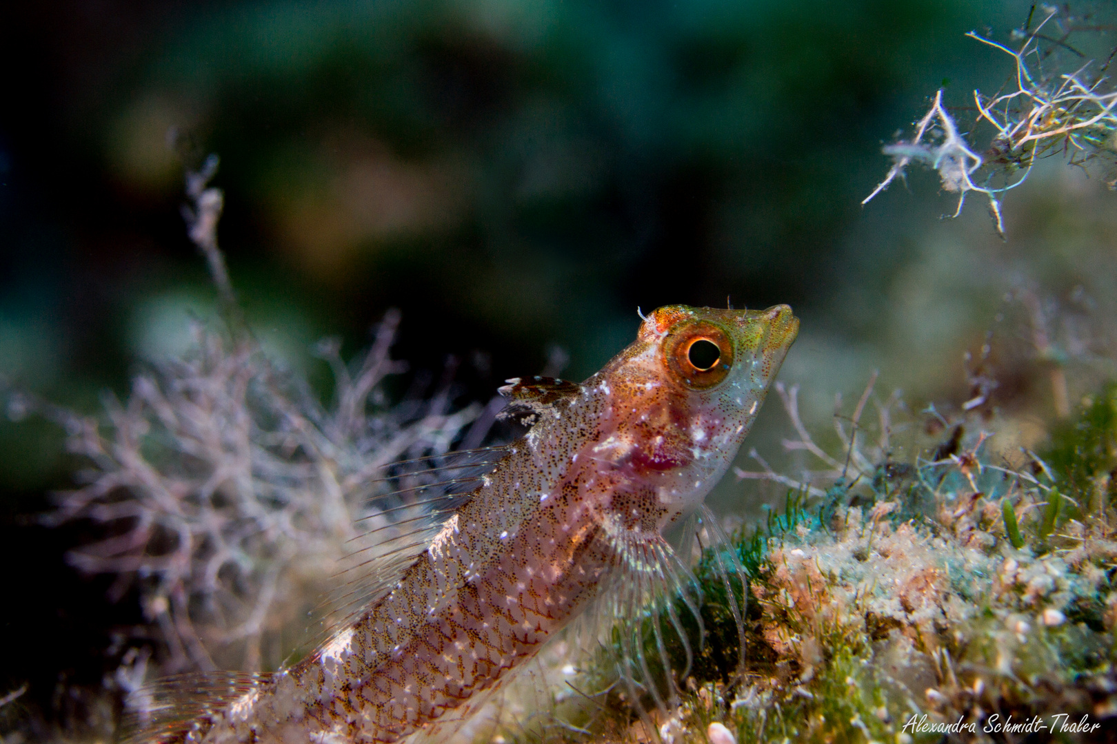 Blenny