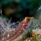 Blenny