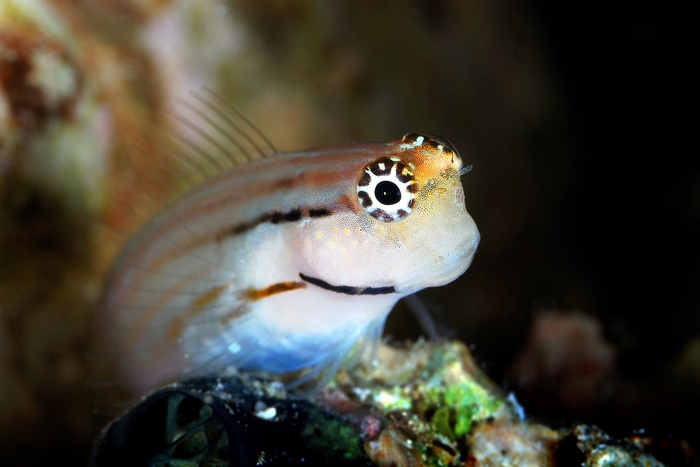 Blenny