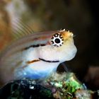 Blenny