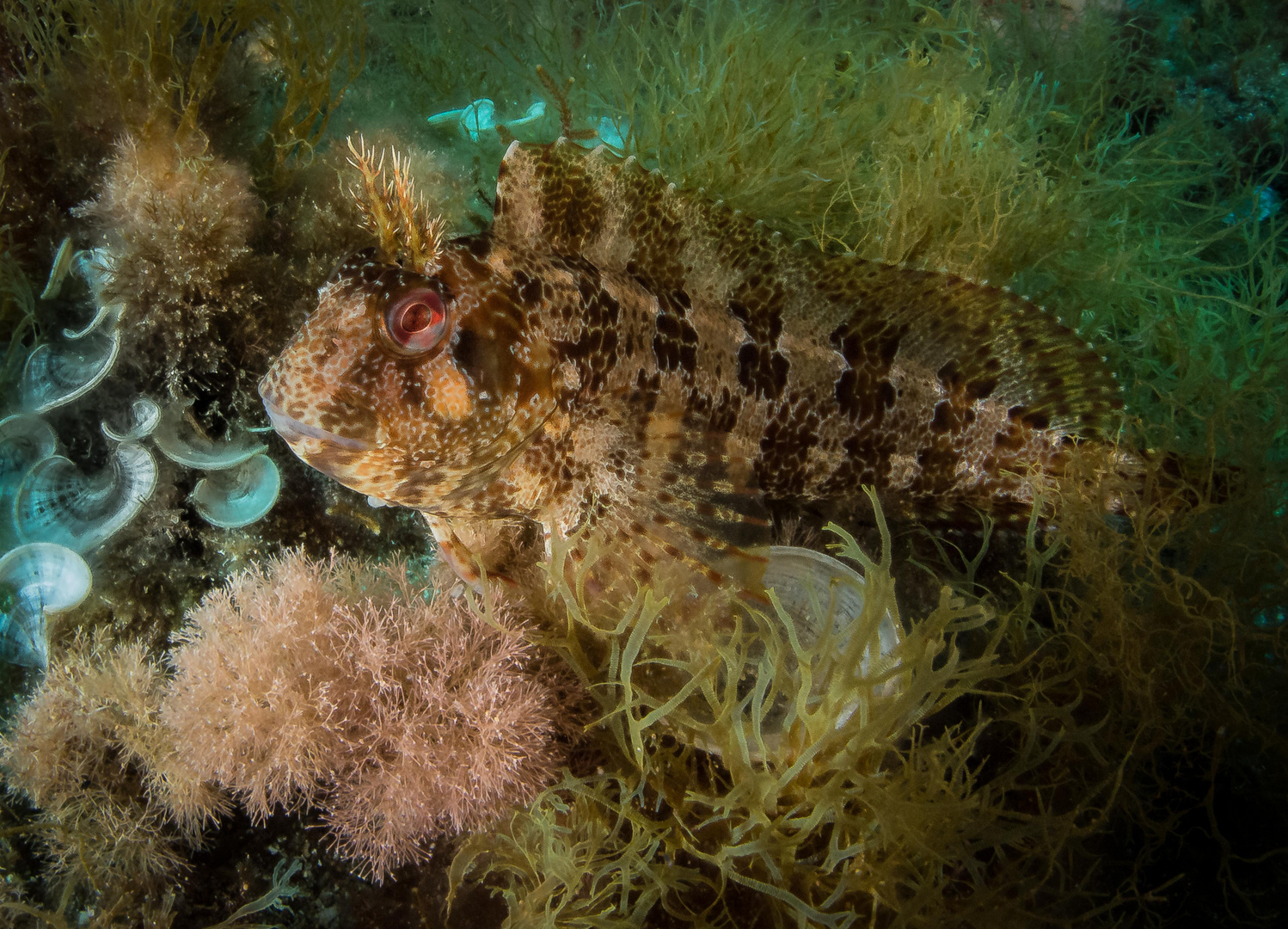 Blenny