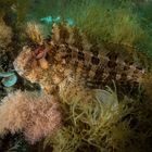 Blenny