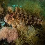 Blenny