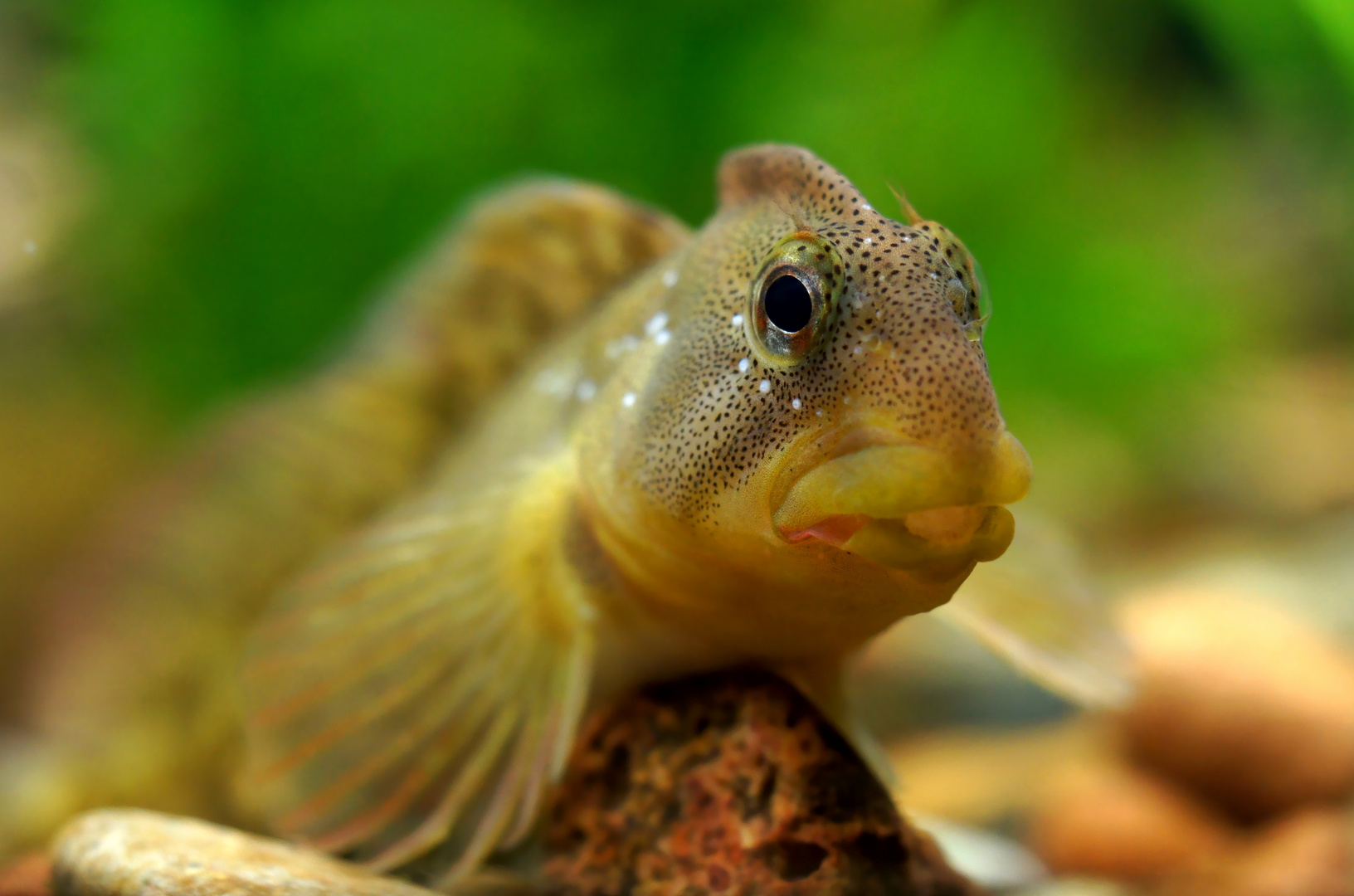 Blenny