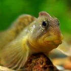 Blenny