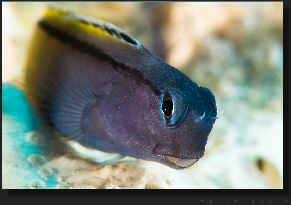 ..:: Blenny ::..