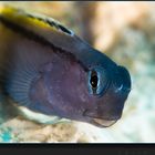 ..:: Blenny ::..