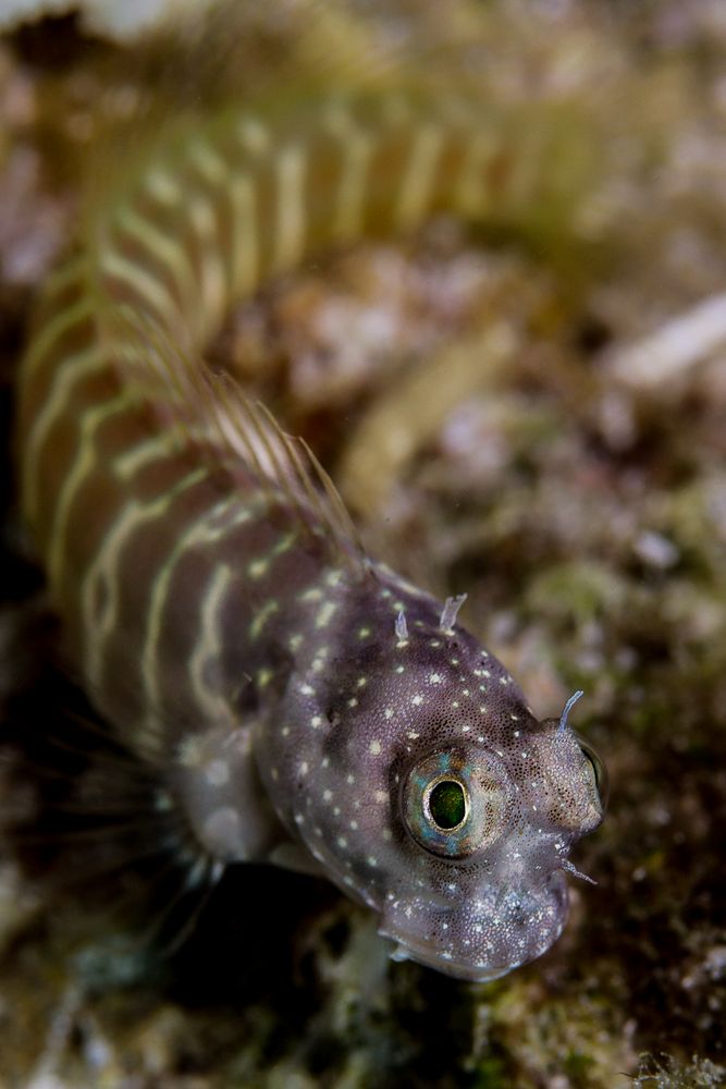 Blenny