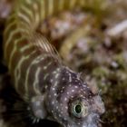 Blenny