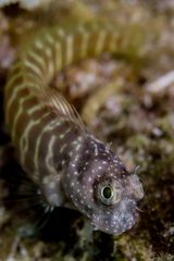 Blenny