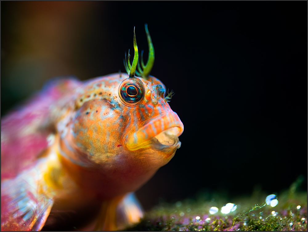 *blenny*