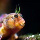 *blenny*