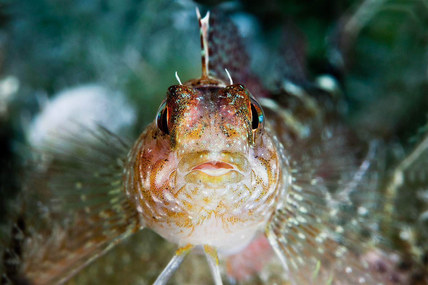 Blenny