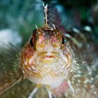 Blenny