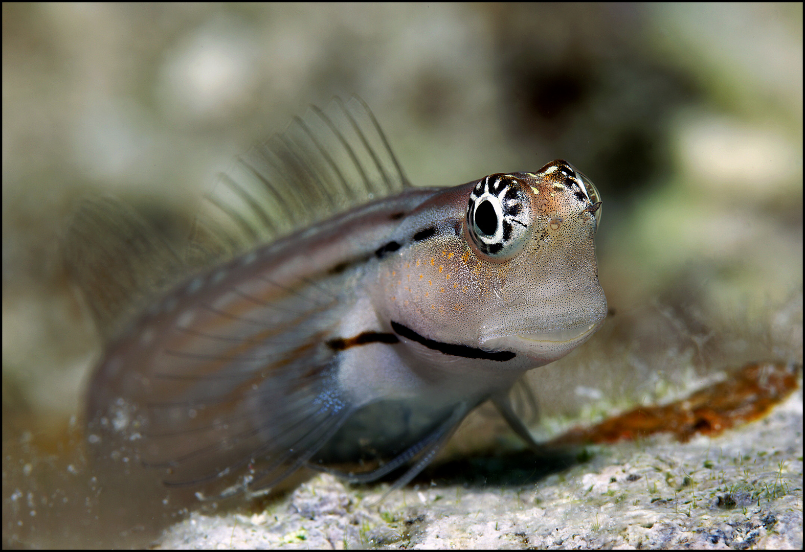 Blenny