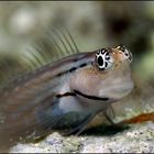 Blenny