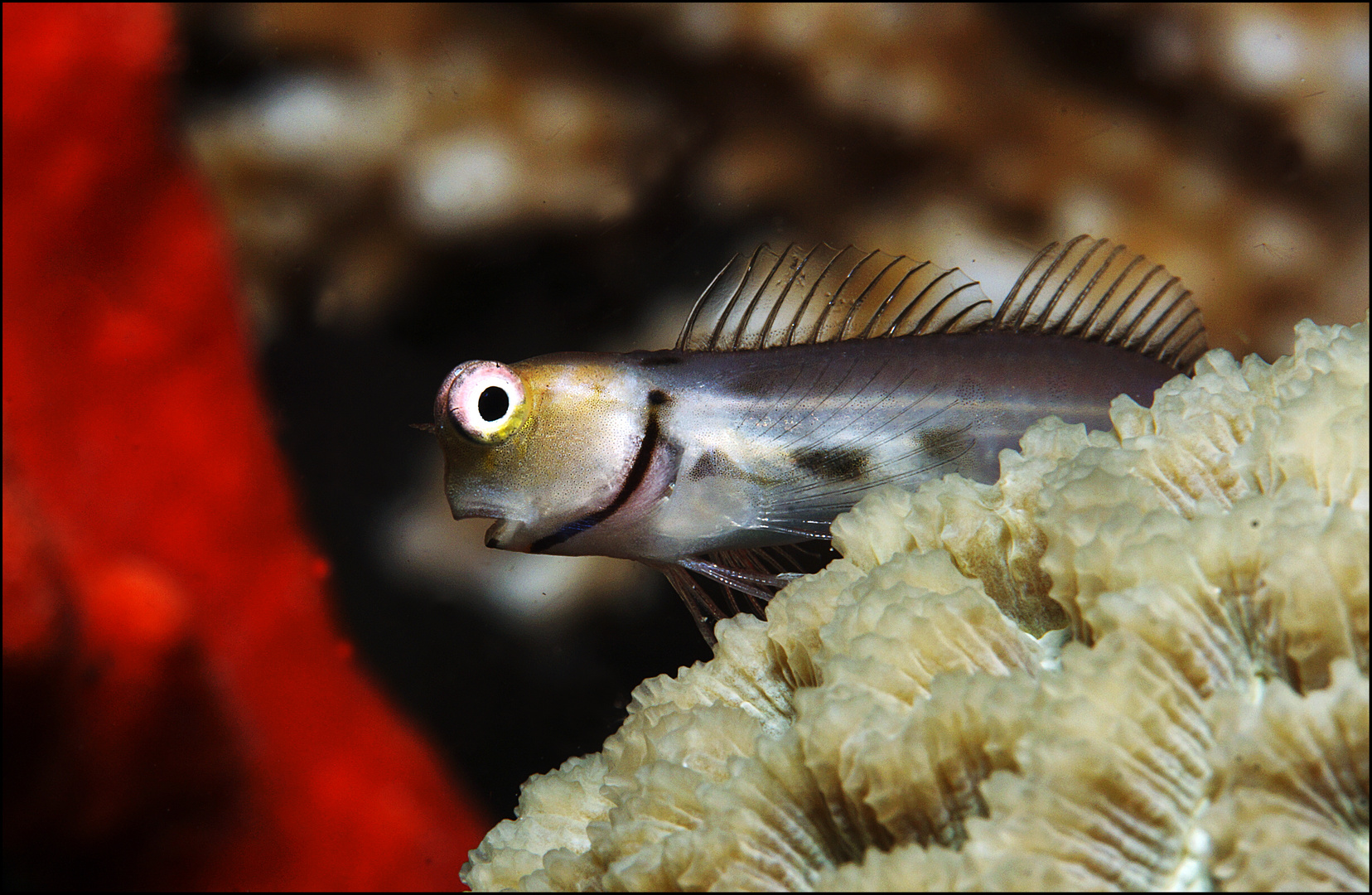 Blenny