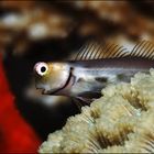 Blenny