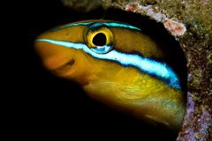 blenny