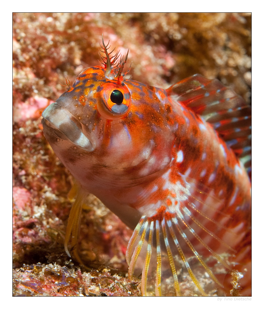 - Blenny -