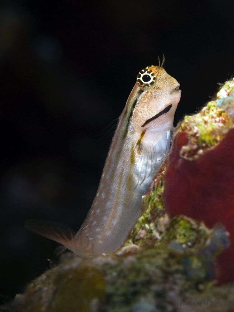 Blenny