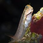 Blenny