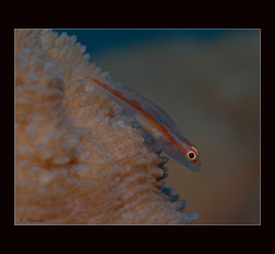 ...Blenny...