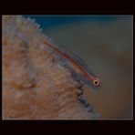 ...Blenny...