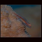 ...Blenny...