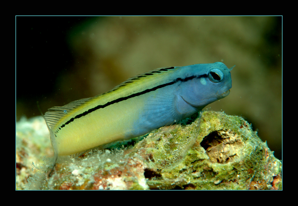 Blenny...