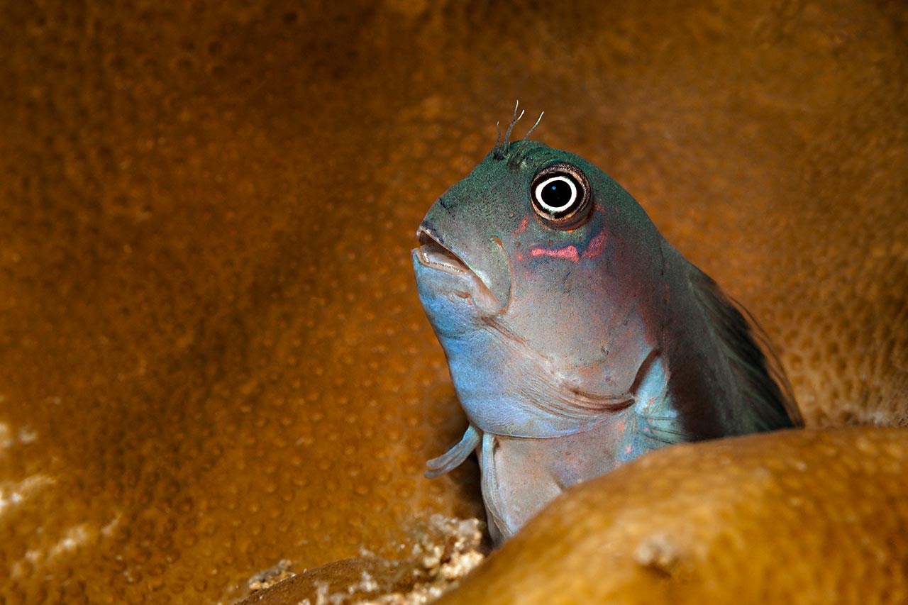 Blenny