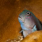 Blenny