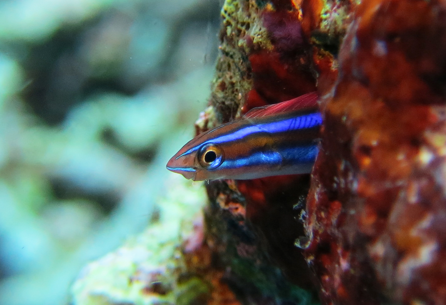 Blenny