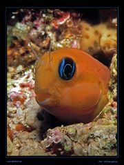 Blenny