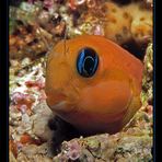 Blenny