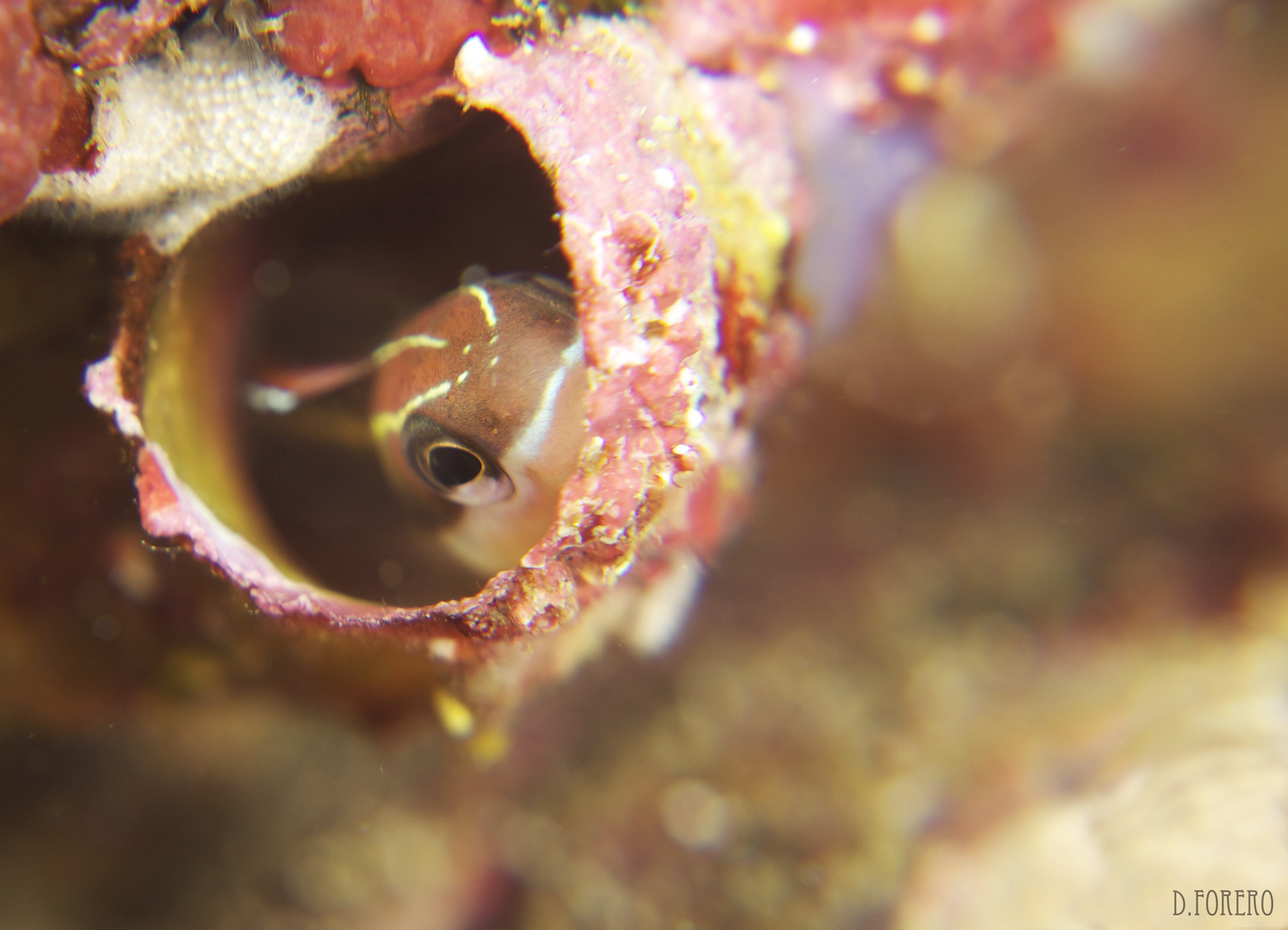 Blenny dientes de Sable