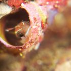 Blenny dientes de Sable