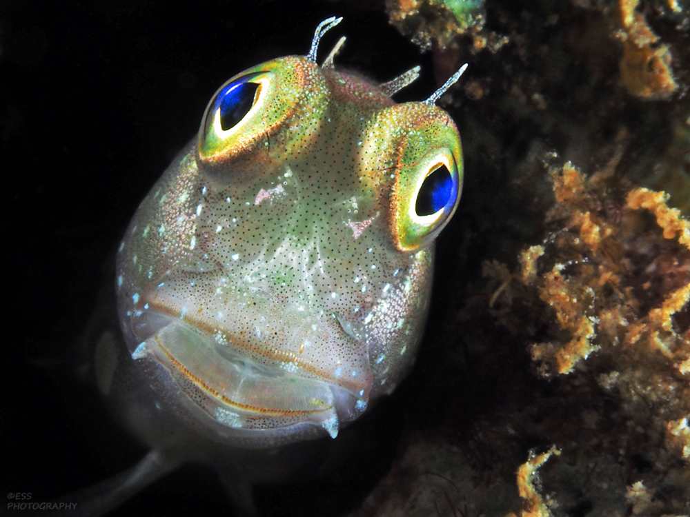 Blenny