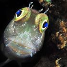 Blenny