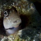 Blenny flirt