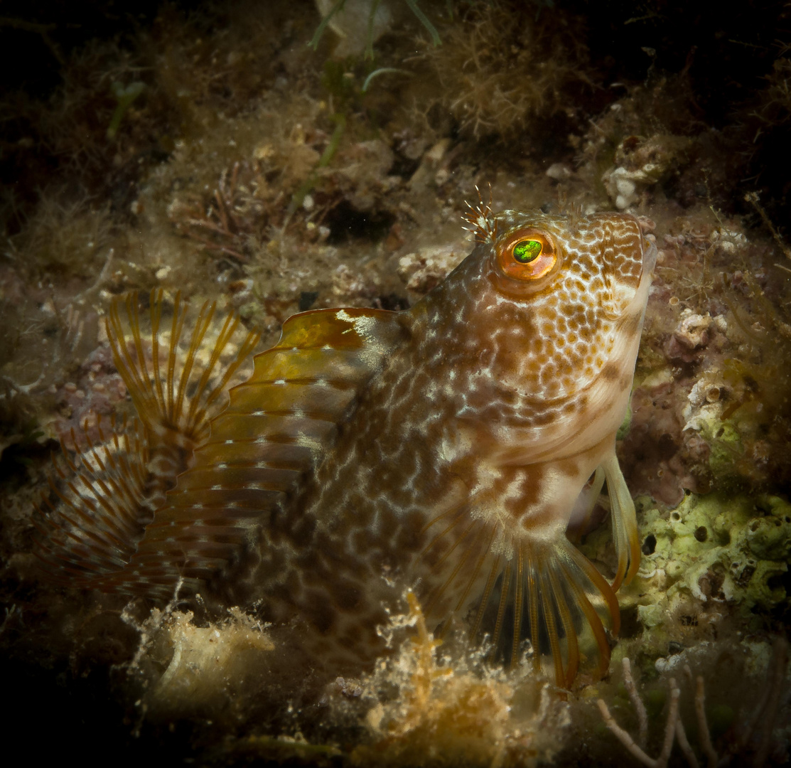 Blenny II