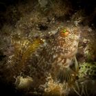 Blenny II