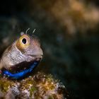 Blenny im nördlichen Roten Meer