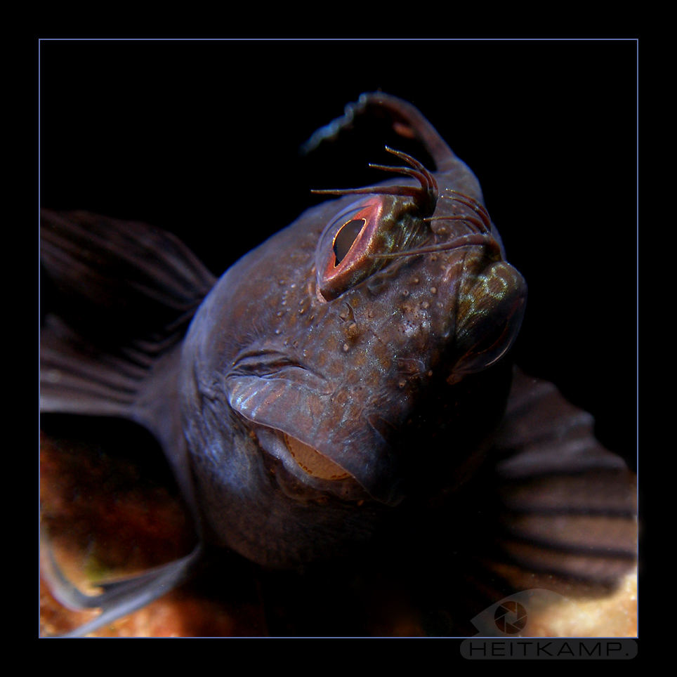 Blenny in Strömung