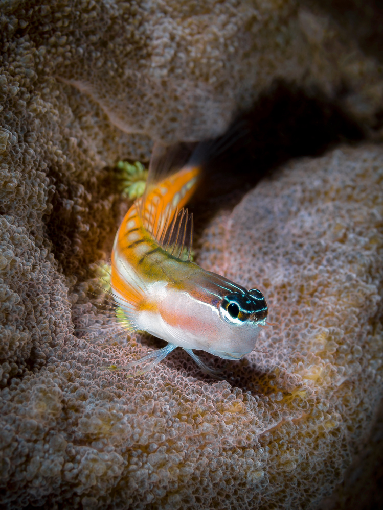 blenny in the spotlight